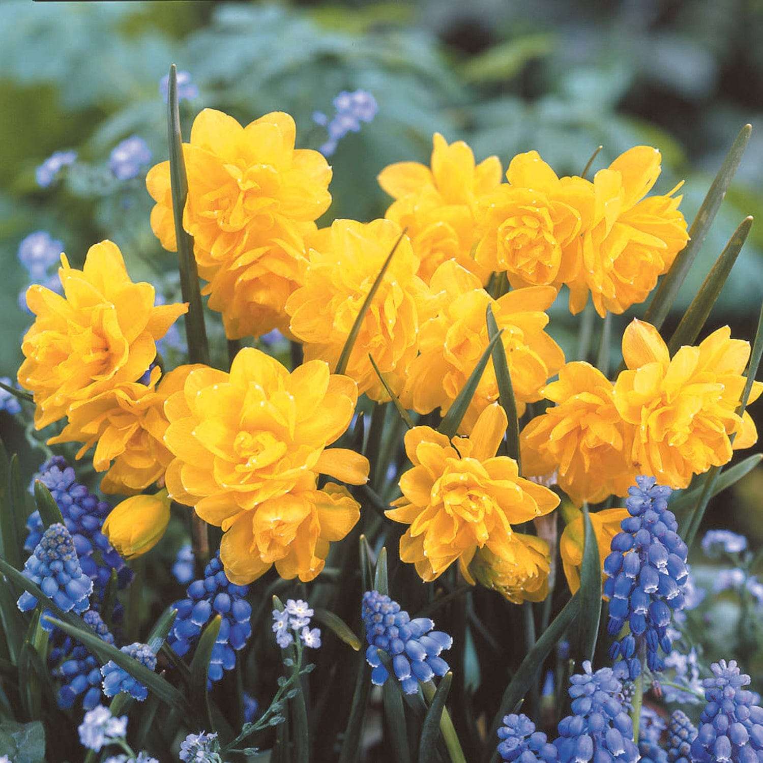Narcissus 'Pencrebar'
